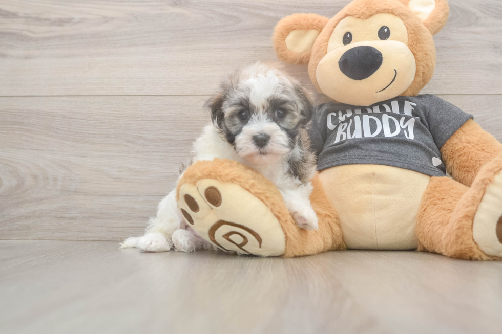 Meet Bean - our Havanese Puppy Photo  2/3 - Premier Pups Happy Havaneser Purebred Puppy