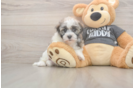 Meet Bean - our Havanese Puppy Photo  2/3 - Premier Pups Happy Havaneser Purebred Puppy