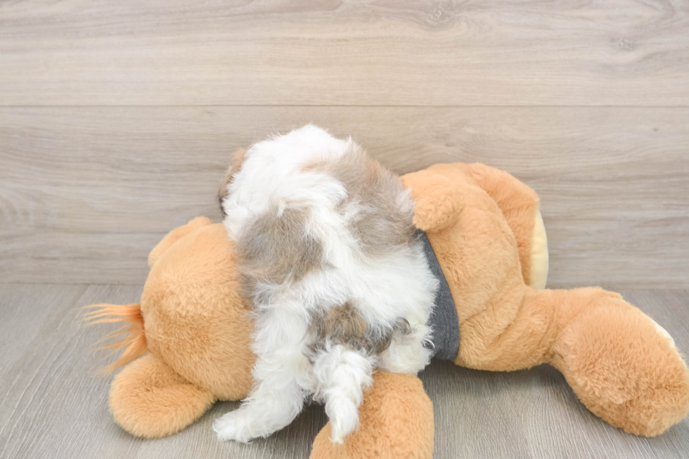 Meet Bean - our Havanese Puppy Photo  3/3 - Premier Pups Small Havanese Baby