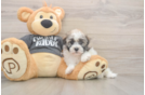 Meet Bean - our Havanese Puppy Photo  1/3 - Premier Pups Best Havanese Baby