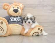 5 week old Havanese Puppy For Sale - Premier Pups 5 week old Havanese Puppy For Sale - Premier Pups
