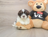 8 week old Havanese Puppy For Sale - Premier Pups
