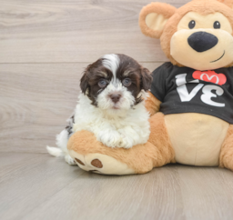 5 week old Havanese Puppy For Sale - Premier Pups