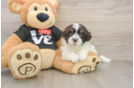 Sweet Bichon Habanero Purebred Puppy