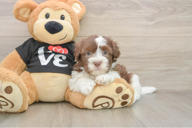 Popular Havanese Purebred Pup