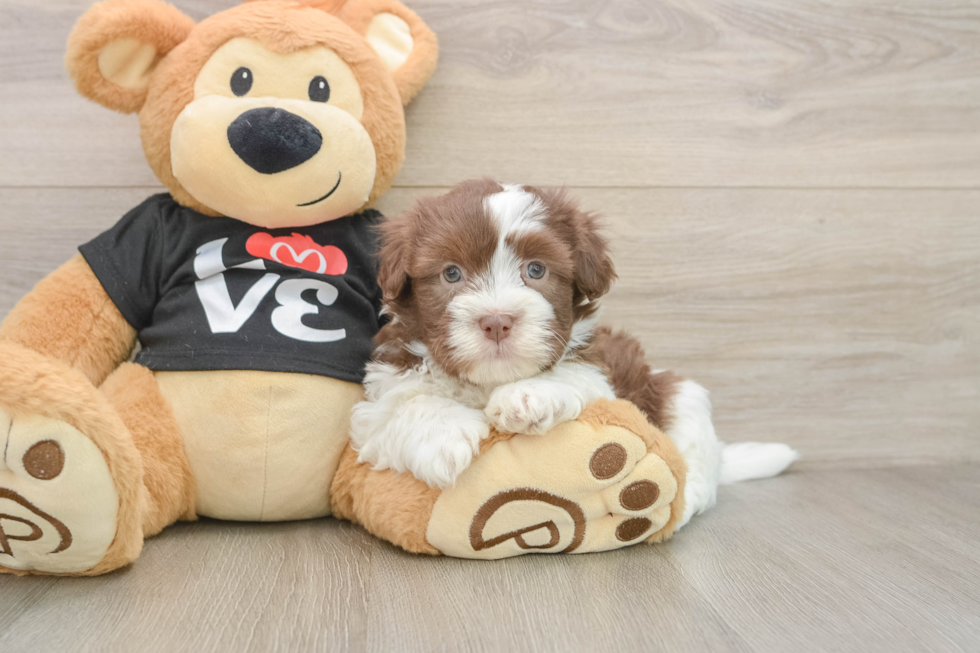 Popular Havanese Purebred Pup