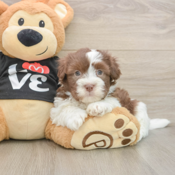 Popular Havanese Purebred Pup