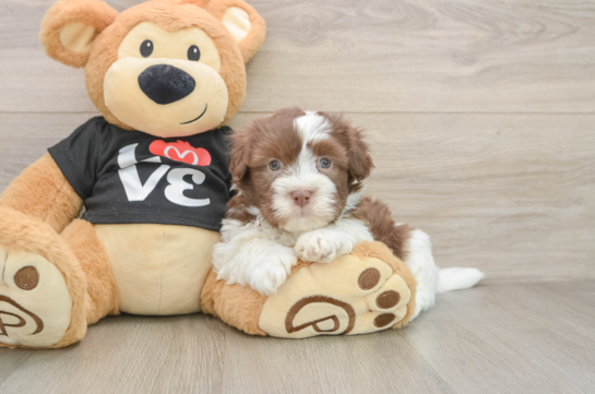 Popular Havanese Purebred Pup
