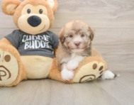 5 week old Havanese Puppy For Sale - Premier Pups