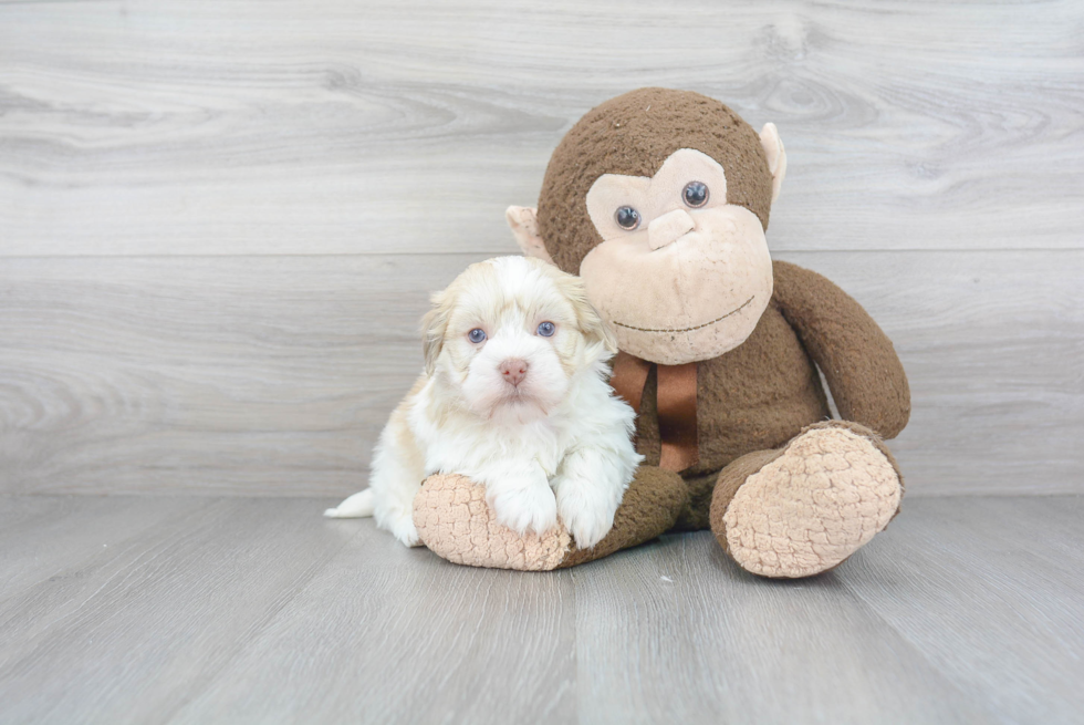 Best Havanese Baby