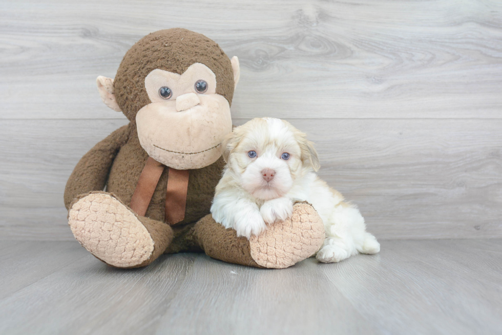 Playful Havanese Baby