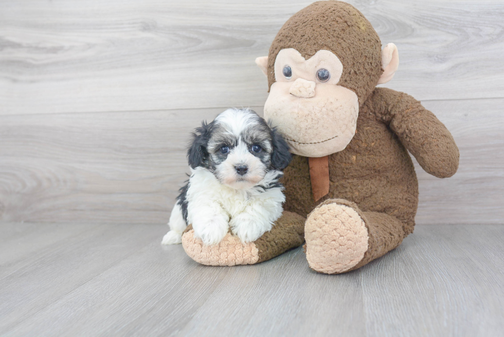 Havanese Puppy for Adoption