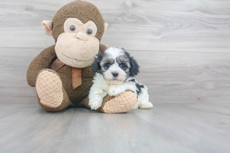 Havanese Puppy for Adoption