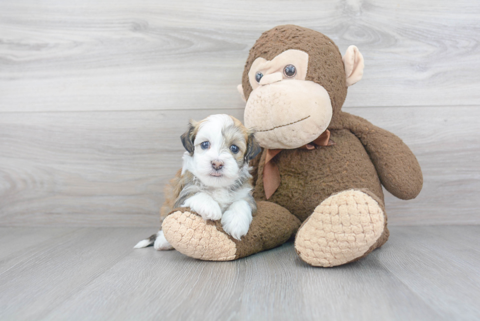 Fluffy Havanese Purebred Puppy