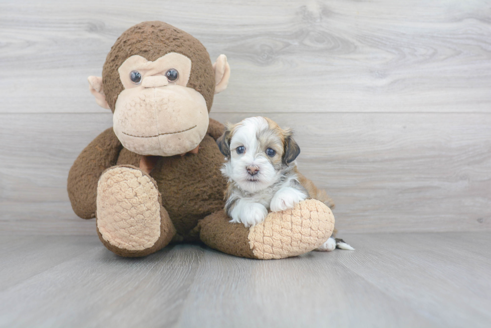 Petite Havanese Purebred Puppy