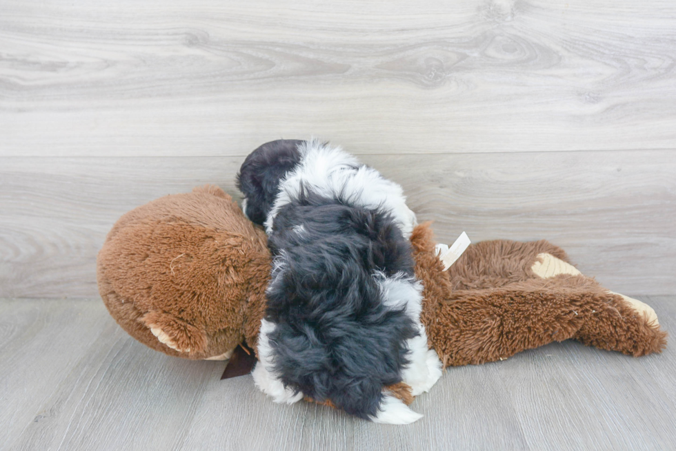 Friendly Havanese Baby