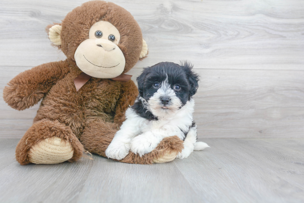 Havanese Pup Being Cute