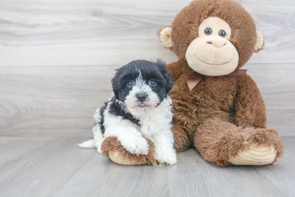 Havanese Pup Being Cute