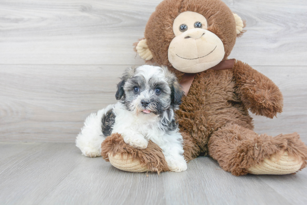 Havanese Puppy for Adoption