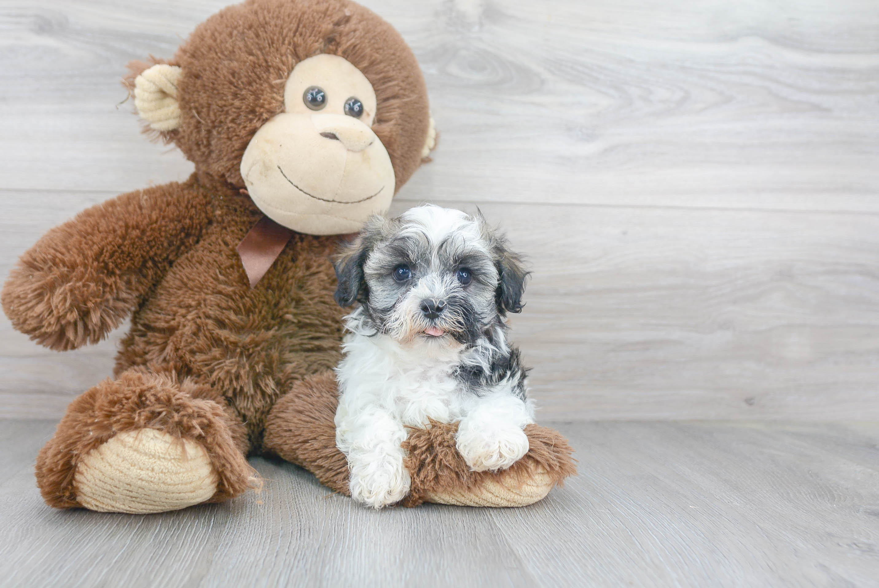 Popular Havanese Baby
