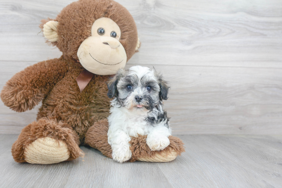 Popular Havanese Baby