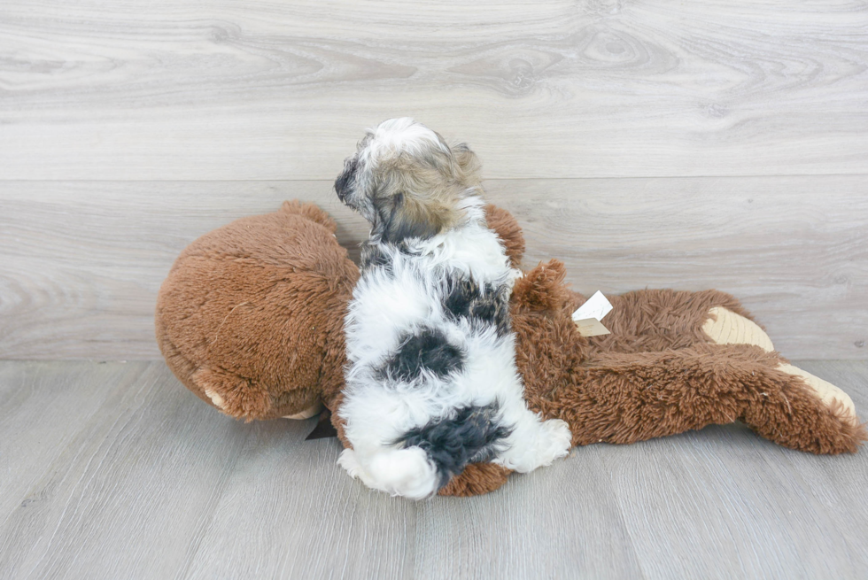 Playful Havanese Purebred Pup