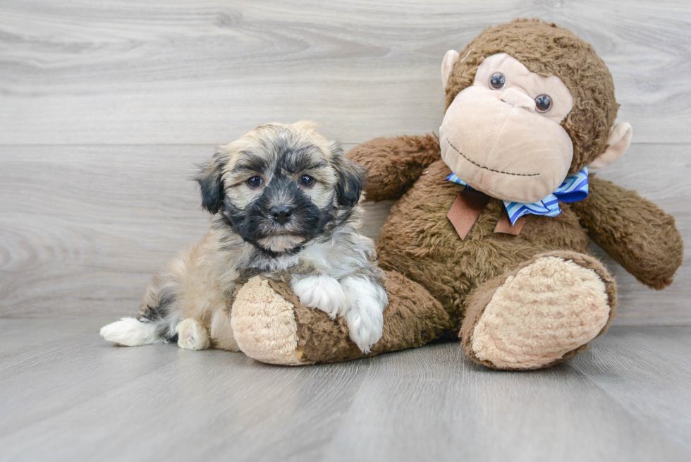 Friendly Havanese Purebred Pup