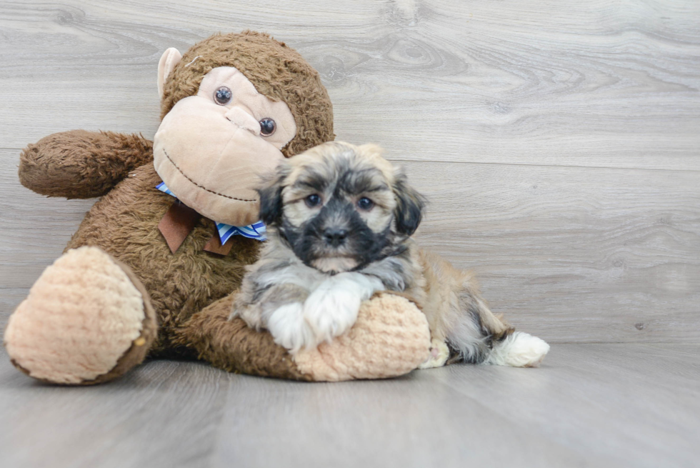 Havanese Puppy for Adoption