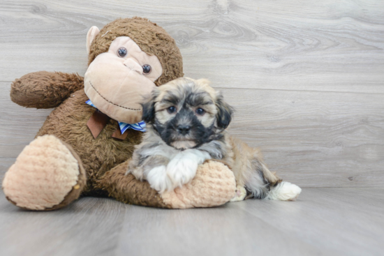 Havanese Puppy for Adoption