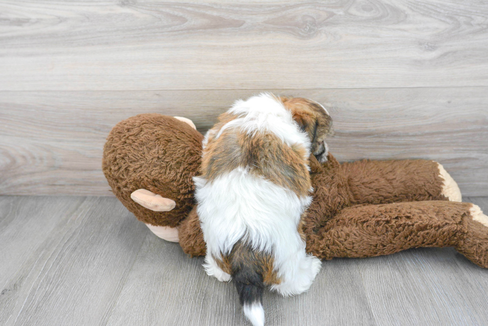 Havanese Pup Being Cute