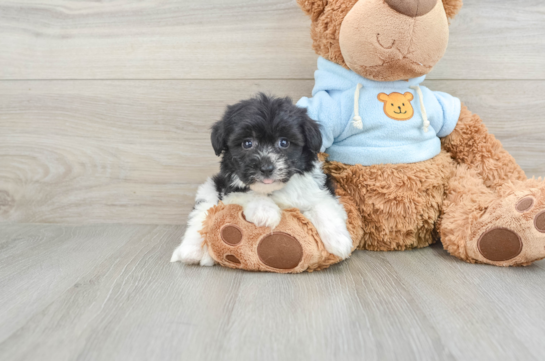 Friendly Havanese Baby