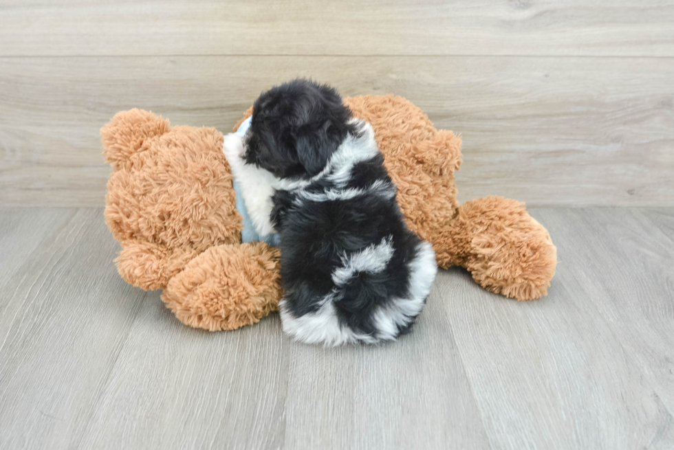 Little Havanese Baby