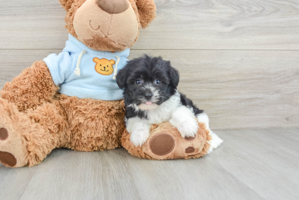 Havanese Puppy for Adoption