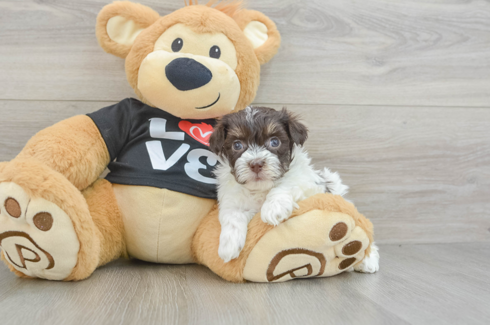 5 week old Havanese Puppy For Sale - Premier Pups