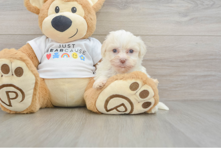 Havanese Puppy for Adoption