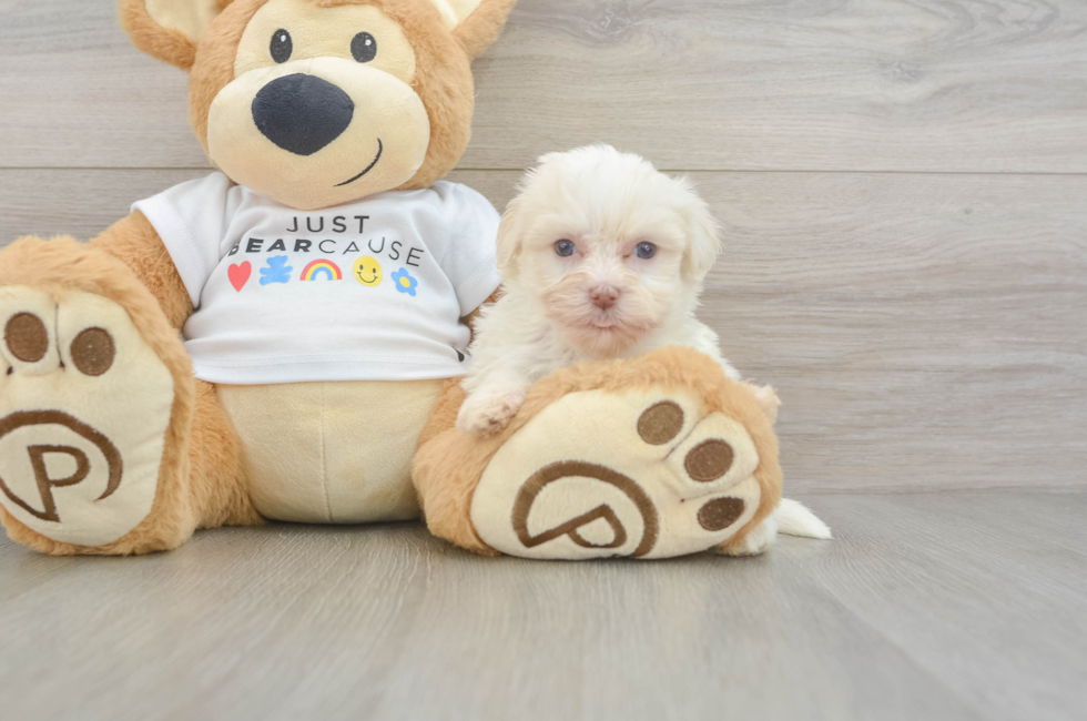 5 week old Havanese Puppy For Sale - Premier Pups