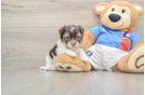 Best Havanese Baby