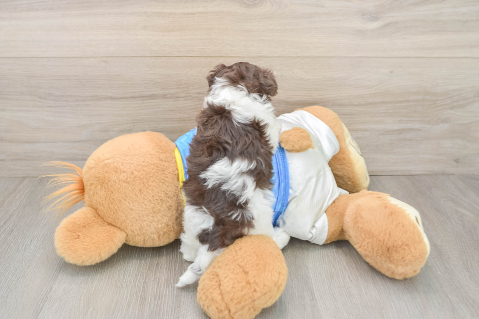 Small Havanese Purebred Pup