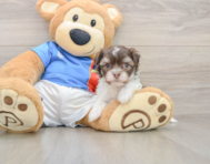 5 week old Havanese Puppy For Sale - Premier Pups