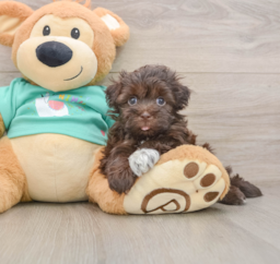 5 week old Havanese Puppy For Sale - Premier Pups