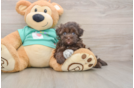 Funny Havanese Purebred Pup