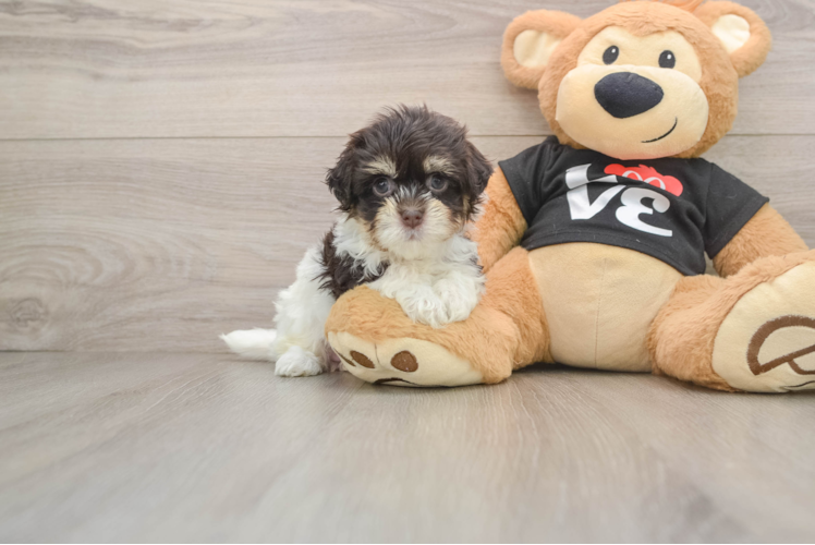 Best Havanese Baby