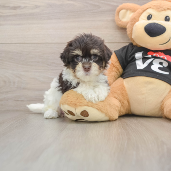 Best Havanese Baby