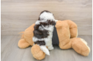 Funny Havanese Baby