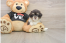 Little Havanese Baby