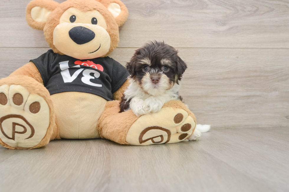 Little Havanese Baby