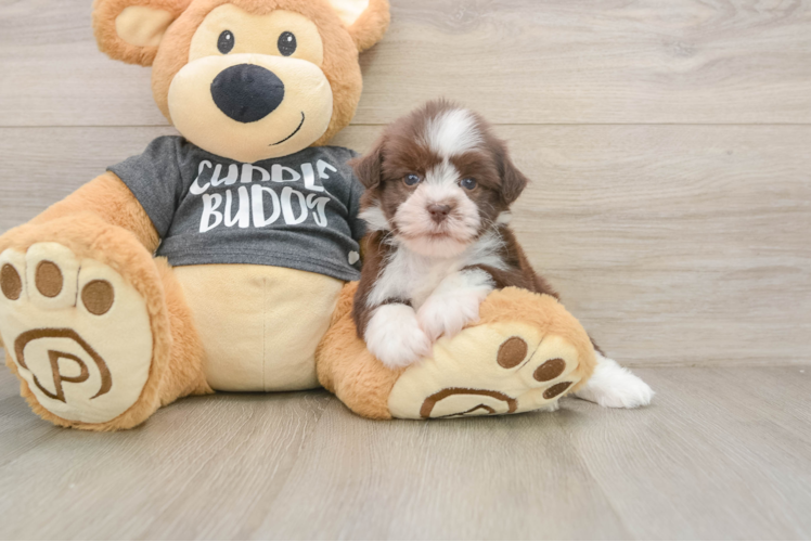 Havanese Pup Being Cute