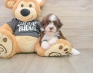 5 week old Havanese Puppy For Sale - Premier Pups