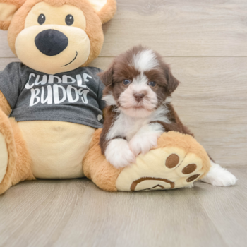 Havanese Pup Being Cute
