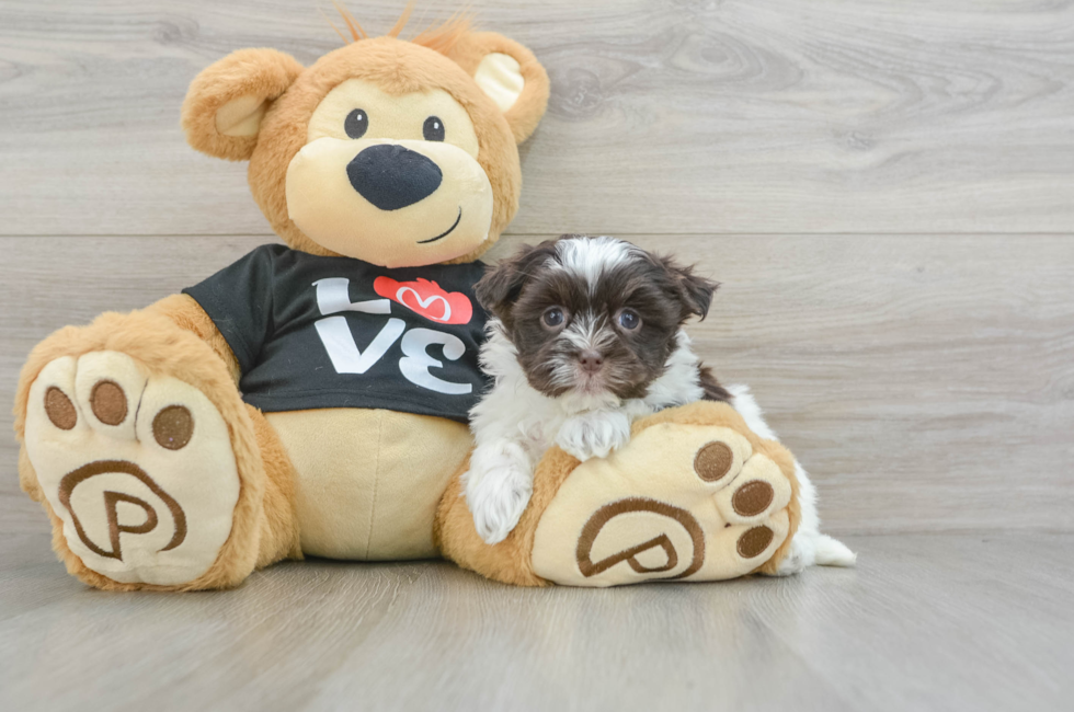 6 week old Havanese Puppy For Sale - Premier Pups